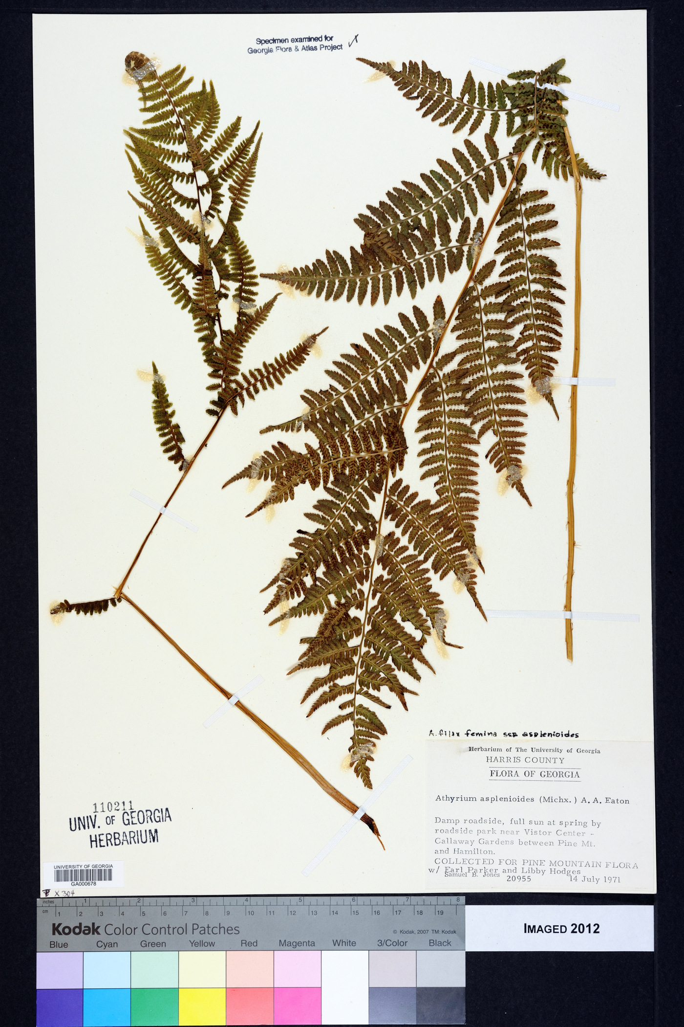 Athyrium filix-femina subsp. asplenioides image