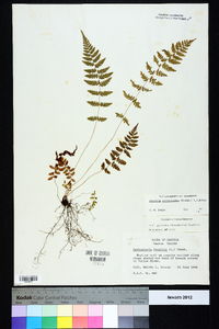 Athyrium filix-femina subsp. asplenioides image
