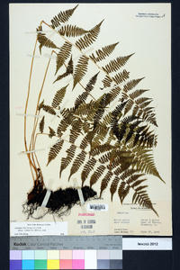 Athyrium filix-femina subsp. asplenioides image