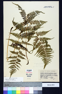 Athyrium filix-femina subsp. asplenioides image