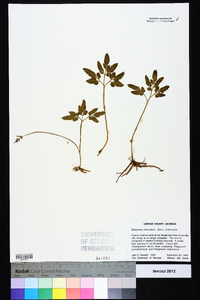 Sceptridium biternatum image