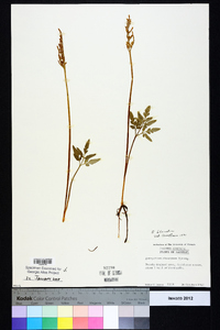 Sceptridium biternatum image