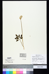 Sceptridium biternatum image