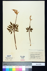 Sceptridium biternatum image