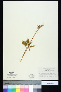 Sceptridium biternatum image