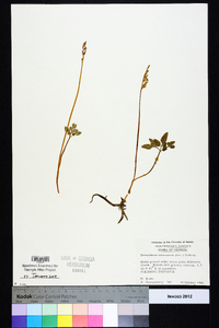 Sceptridium biternatum image