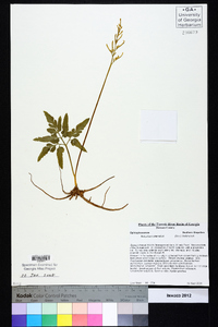 Sceptridium biternatum image