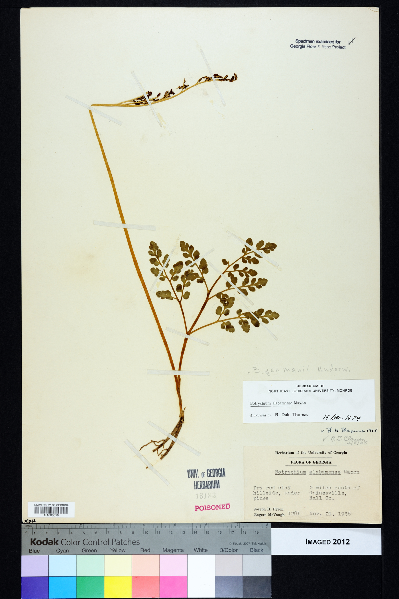 Sceptridium jenmanii image