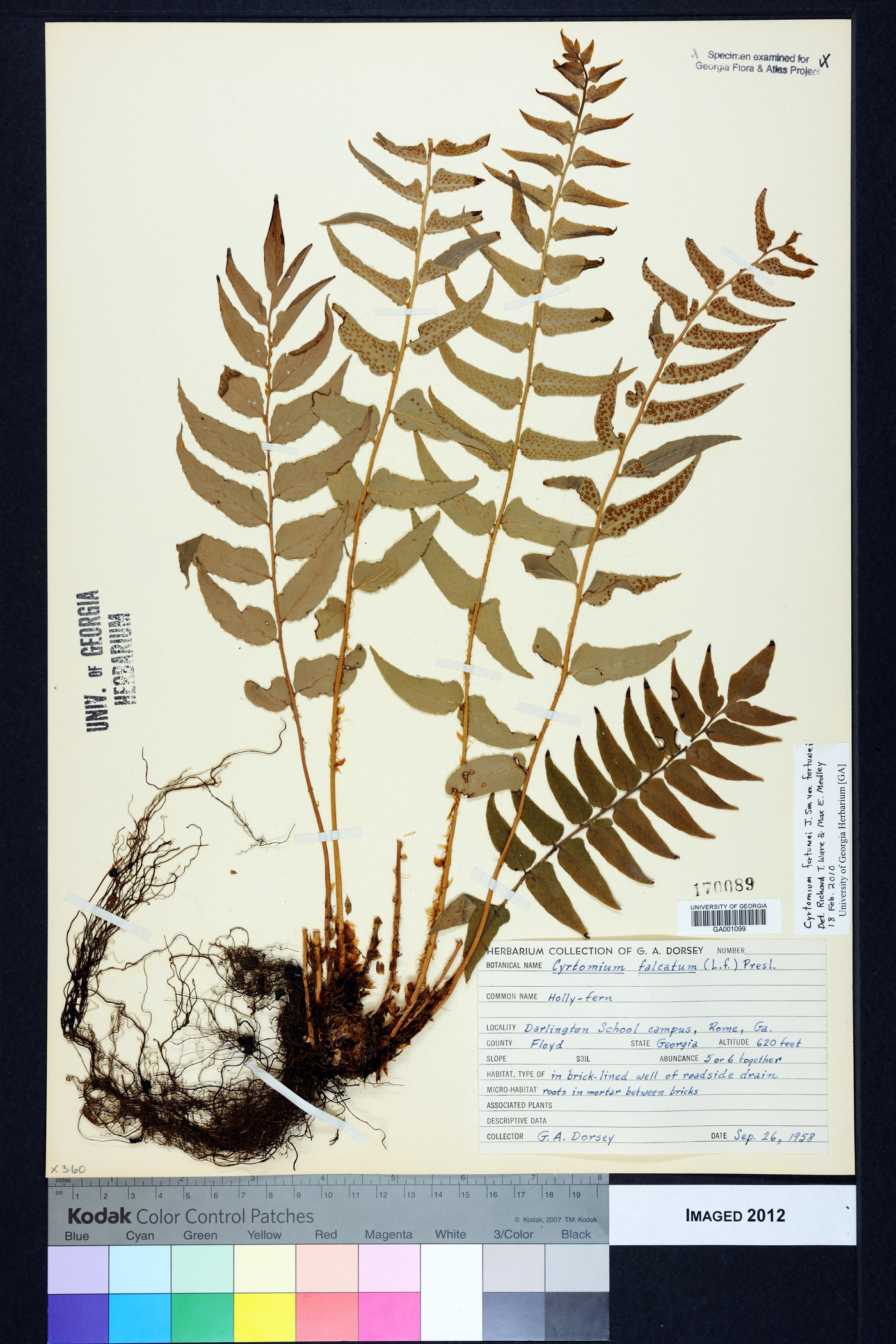 Cyrtomium fortunei image
