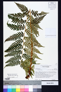 Dryopteris celsa image