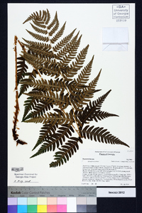 Dryopteris celsa image