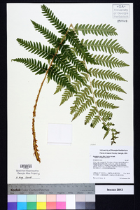 Dryopteris celsa image