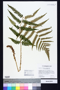 Dryopteris celsa image