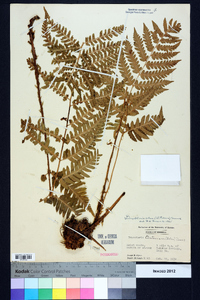 Dryopteris celsa image