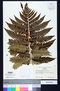 Dryopteris goldieana image