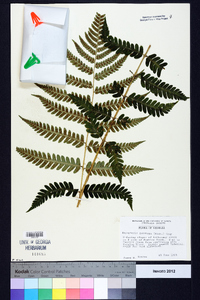 Dryopteris goldieana image