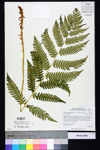 Dryopteris goldieana image