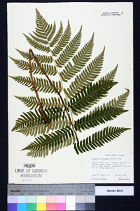 Dryopteris goldieana image