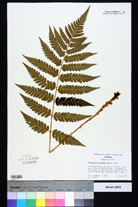 Dryopteris goldieana image