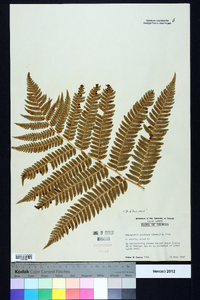 Dryopteris goldieana image