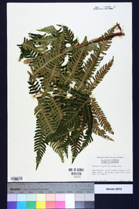 Dryopteris goldieana image