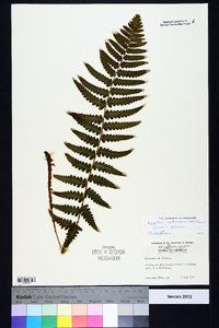 Dryopteris ludoviciana image
