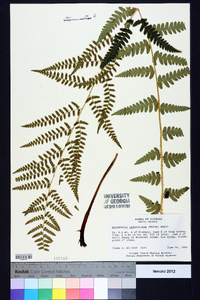 Dryopteris ludoviciana image