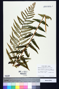 Dryopteris ludoviciana image