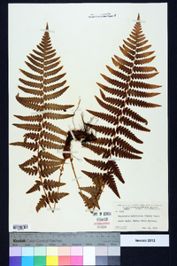 Dryopteris ludoviciana image