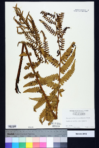 Dryopteris ludoviciana image