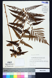 Dryopteris ludoviciana image