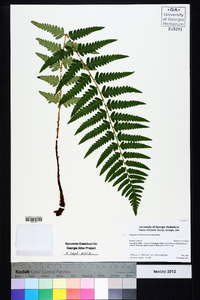 Dryopteris ludoviciana image