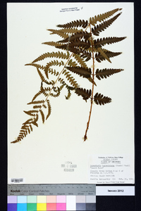 Dryopteris ludoviciana image