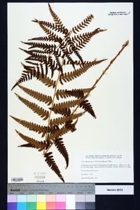 Dryopteris ludoviciana image