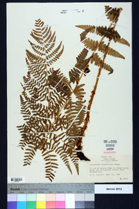 Dryopteris ludoviciana image