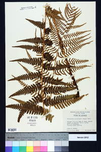 Dryopteris ludoviciana image