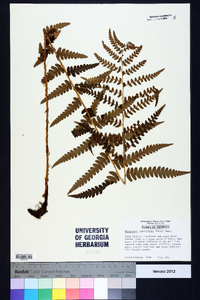 Dryopteris ludoviciana image