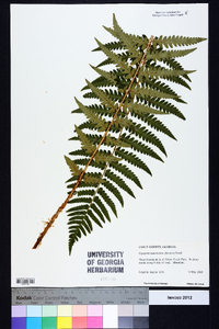 Dryopteris ludoviciana image