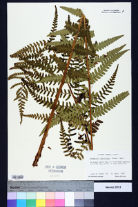 Dryopteris ludoviciana image