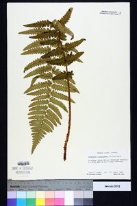 Dryopteris ludoviciana image