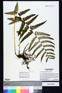 Dryopteris ludoviciana image