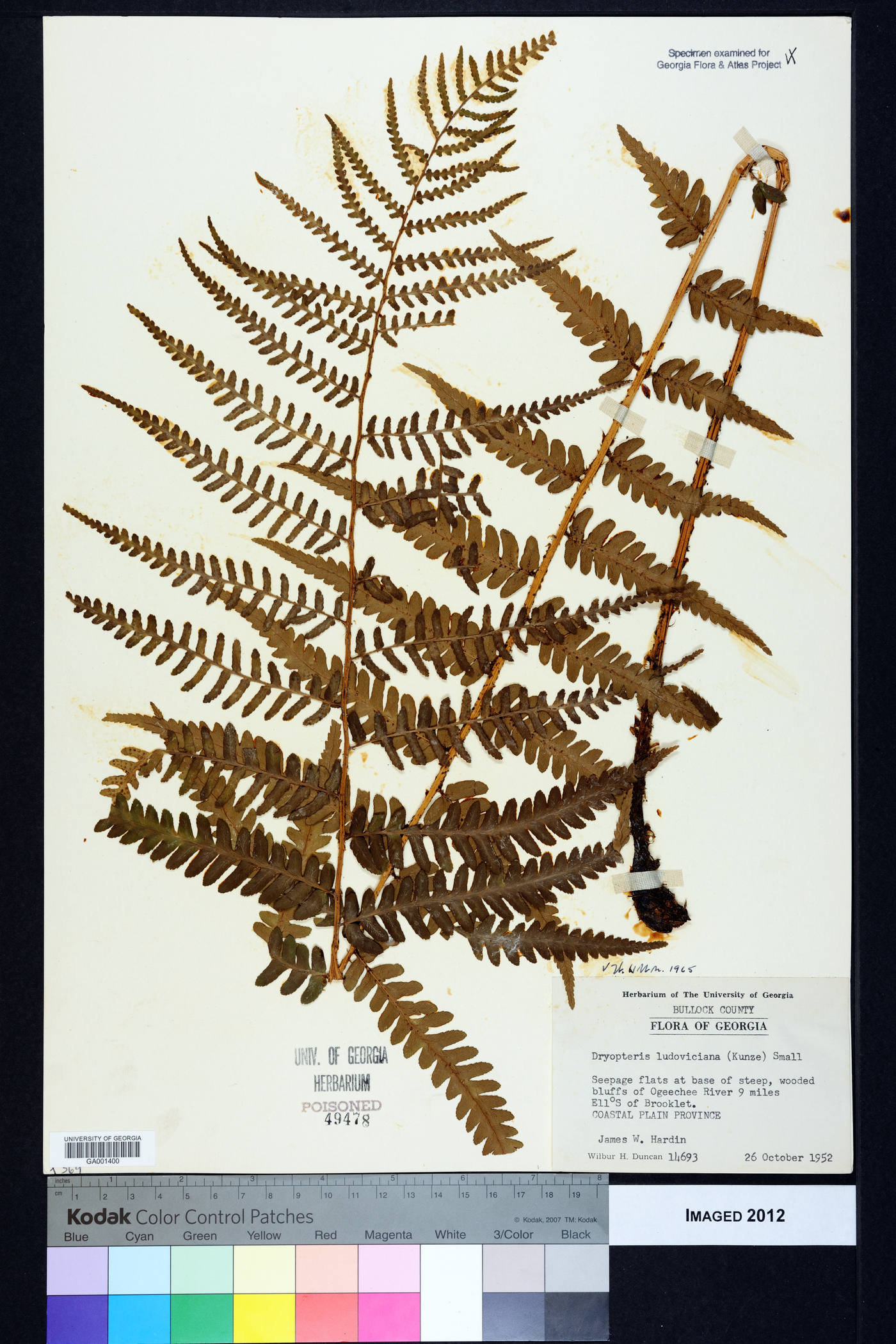Dryopteris ludoviciana image