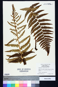 Dryopteris ludoviciana image