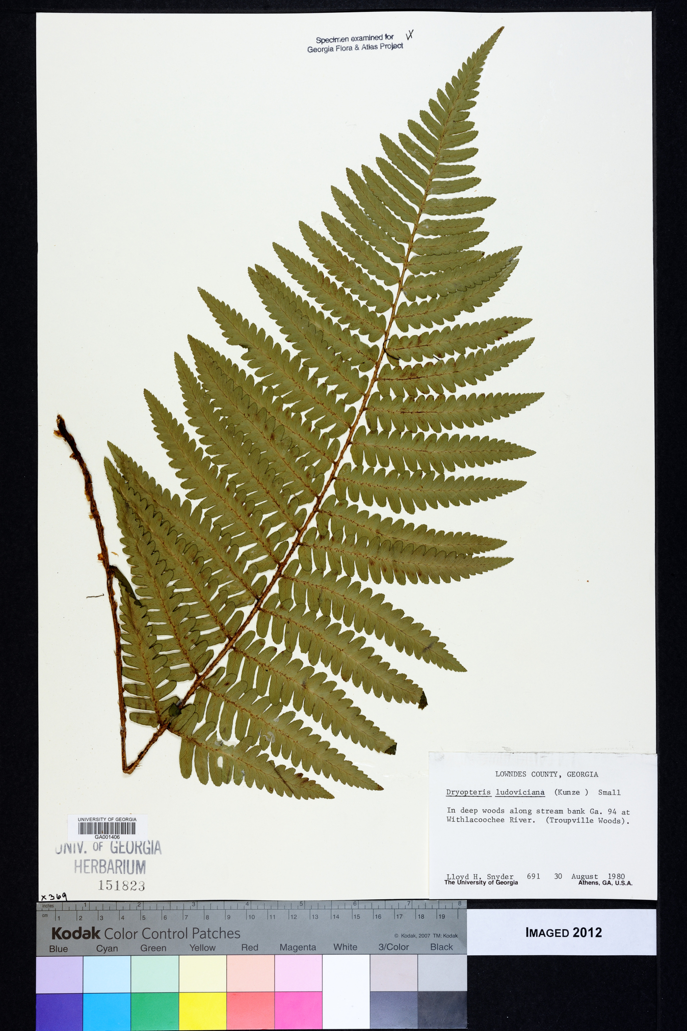 Dryopteris ludoviciana image