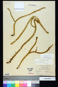 Lycopodiella alopecuroides image