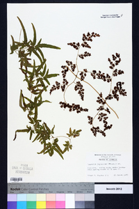 Lygodium japonicum image