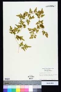 Lygodium japonicum image