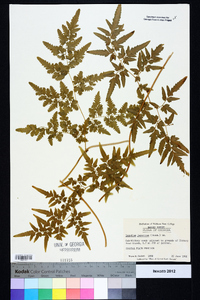 Lygodium japonicum image