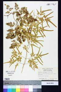 Lygodium japonicum image