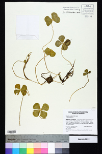 Marsilea mutica image